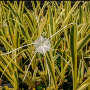 Spider Lily Variegated (Hymenocallis caribaea variegata)