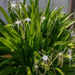 Spider Lily White (Hymenocallis latifolia)