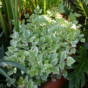 Water Celery Variegated (Oenanthe javanica 'Flamingo')