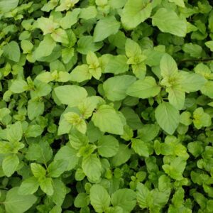 Mint Aquatic (Mentha aquatica)
