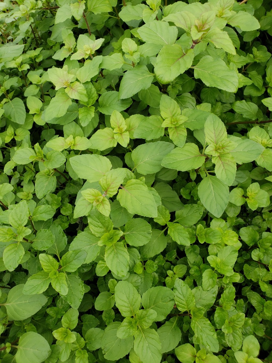 Mint Aquatic (Mentha aquatica)