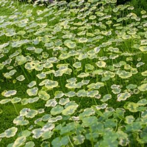 Pennywort var. Crystal Ball (Hydrocotyle ranunculoides)
