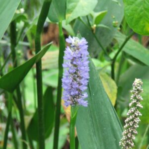 Pickerel Royal Blue (Pontederia dilatata)