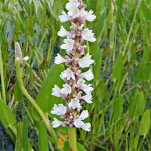 Pickerel White (Pontederia cordata alba)