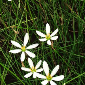 Rain Lily - White (Zephyranthes candida)