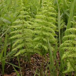 Marsh Fern (Thelypteris Palustris)