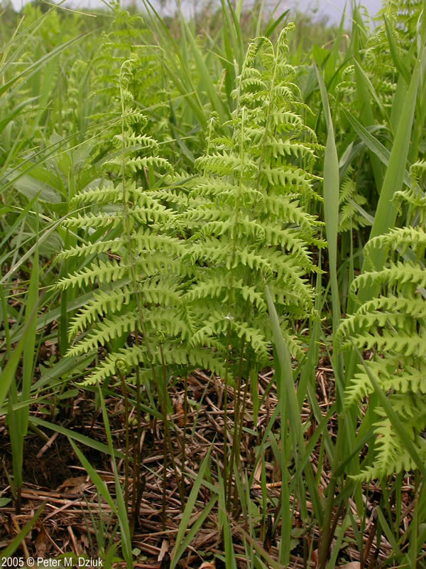 Marsh Fern (Thelypteris Palustris)