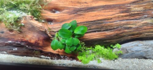 Anubias barteri var. 'Nana Petite' Potted photo review