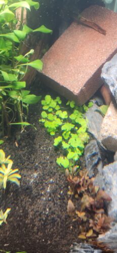 Hydrocotyle Japan (Hygrophila tripartita) Potted photo review