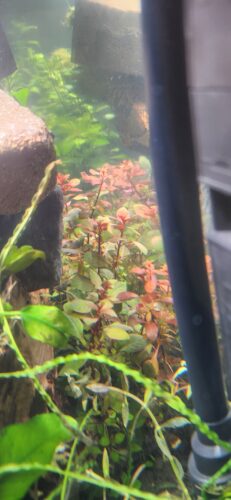Ludwigia Super Red Mini photo review