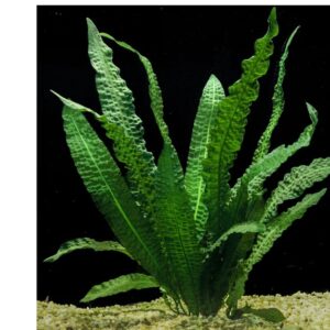 Aponogeton Boivinianus - small plant