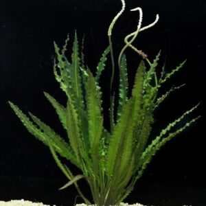 Aponogeton Crispus - small plant