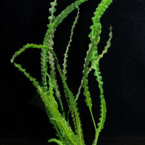 Aponogeton Longiplumosus - Bulb