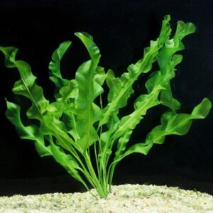 Aponogeton Ulvaceus - small plant