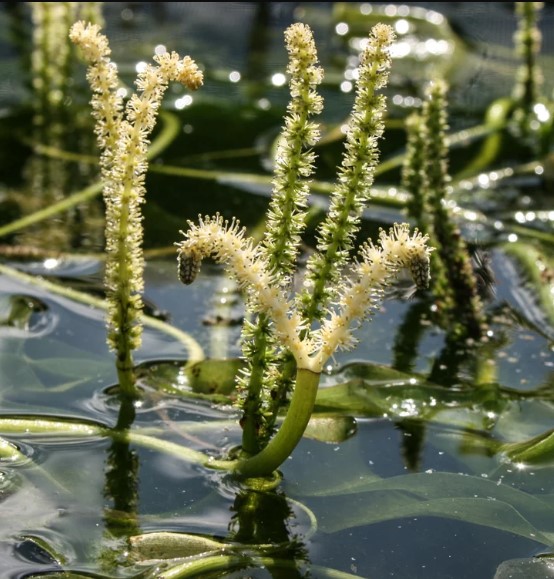 Aponogeton Ulvaceus - sprouted bulb - Image 2
